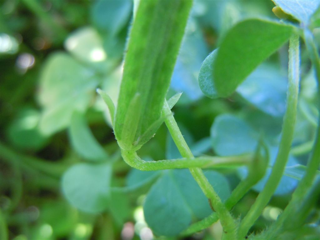 Oxalis corniculata